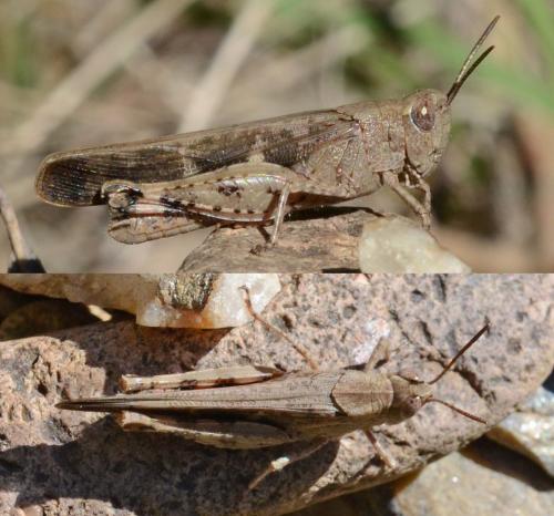 Réf. 241 634 : Aiolopus strepens